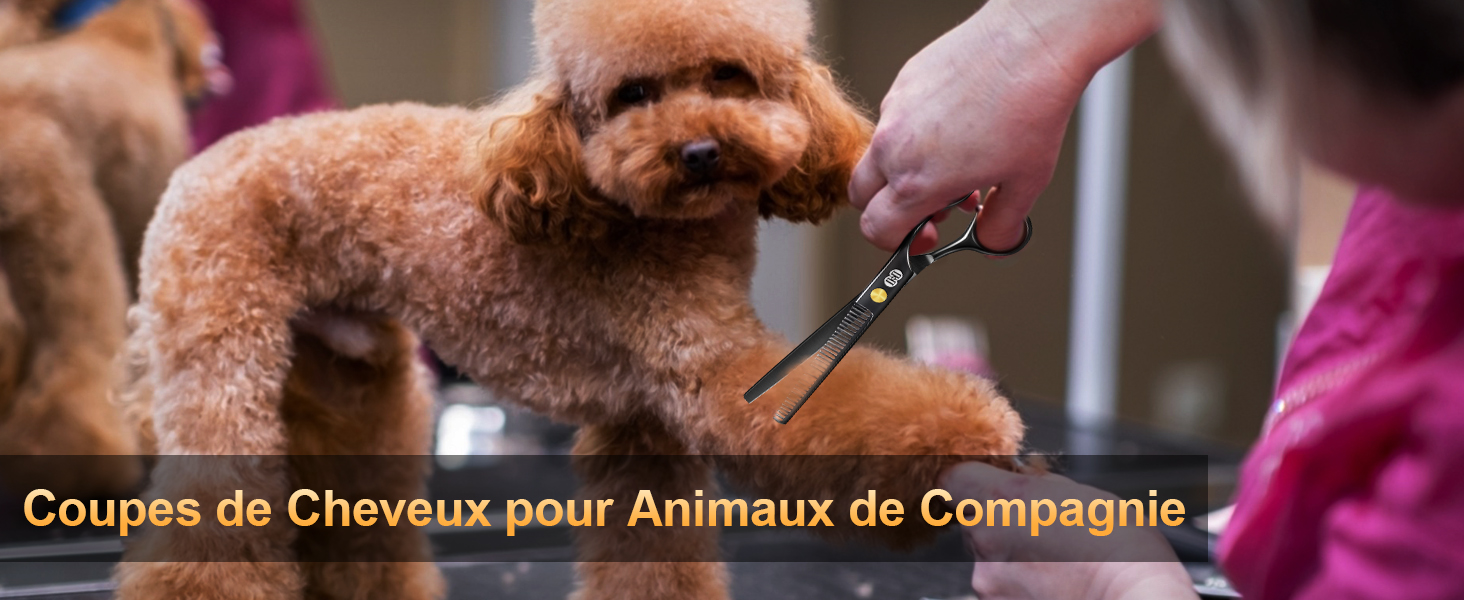 Le texte indique « Coupes de cheveux pour animaux de compagnie ». L'image montre les activités de toilettage en cours pour animaux de compagnie.