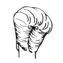 Illustration en noir et blanc d'une forme frisée et segmentée ressemblant à une perruque ou à une coiffure. La forme comporte un petit nœud en haut au centre.