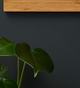 une plante sur une étagère contre un mur sombre