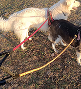 Candure Laisse Chien avec Souples Poignée Rembourrée et Antidérapant Corde pour Chien de Dressage...